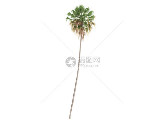 Taraw Palm或萨里布斯棕榈木头热带环境情调丛林生活插图植物天堂图片