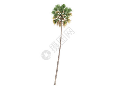 Taraw Palm或萨里布斯棕榈天堂丛林生活叶子植物群插图异国情调生态图片