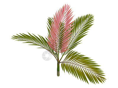 棕榈红叶或大胡萝卜花园丛林天堂木头生活环境情调植物植物群大果图片