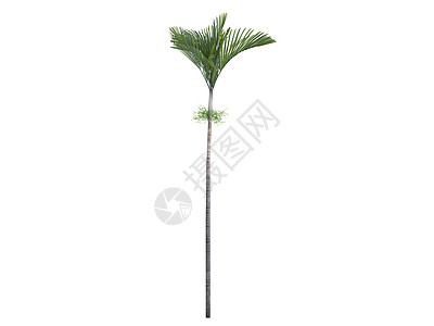 琼尼斯帕尔姆或维切亚约安尼斯多叶白色环境木头热带树干叶子棕榈插图情调图片