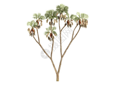 树或希白木头丛林树干植物群菌丝生活植物花园天堂棕榈图片