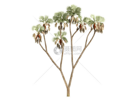 树或希白木头丛林树干植物群菌丝生活植物花园天堂棕榈图片