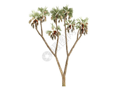 树或希白植物叶子植物群生活生态亚热带树干棕榈环境异国图片