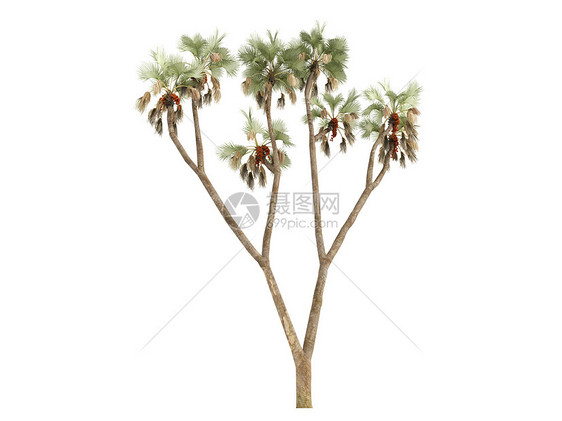 树或希白植物叶子植物群生活生态亚热带树干棕榈环境异国图片
