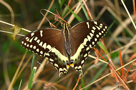 帕皮略面板臭虫环境生态昆虫生物野生动物昆虫学蝴蝶生活动物群图片