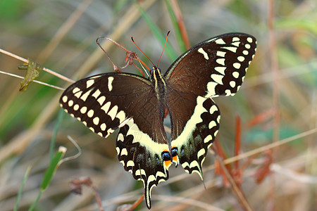 帕皮略面板野生动物臭虫昆虫学生物蝴蝶生态生物学荒野生活环境图片