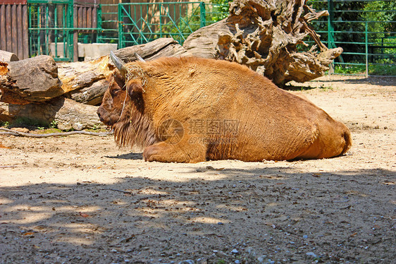 欧洲野牛濒危哺乳动物红利动物园野生动物动物棕色荒野牛角毛皮图片