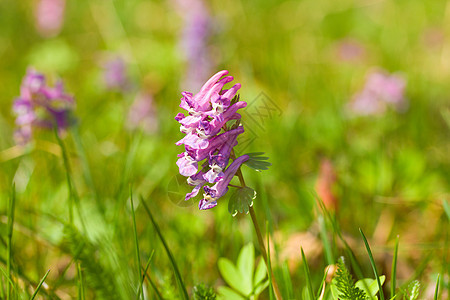 紫花朵森林紫色季节性植物植物群花瓣宏观花粉季节荒野图片
