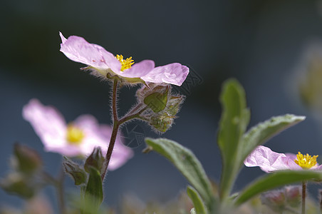 阳光下的粉红西斯花朵花园植物灌木紫色花瓣粉色衬套植物群宏观图片