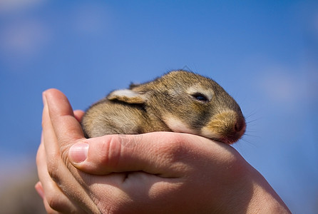 手握灰兔头发蓝色兔子天空婴儿野兔耳朵灰色宠物毛皮图片