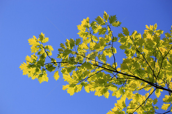 橡树叶叶树叶森林橡木植物树木叶子阳光蓝色黄色天空图片