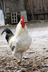 白公鸡母鸡黑色院子动物农业小鸡白色尾巴红色农村图片