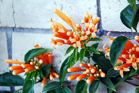 烈火葡萄橙碧尼翁花花瓣植物园艺装饰喇叭阴影橙子植物群花园花艺背景图片