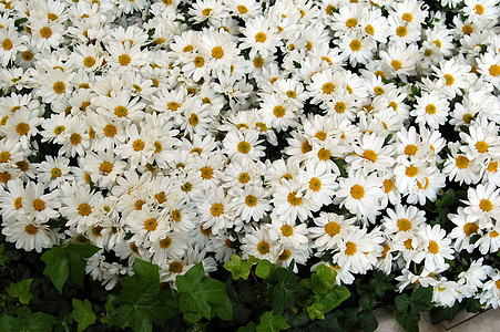 白菊花花季节性花园绿色白色花艺植物群植物黄色花朵装饰图片