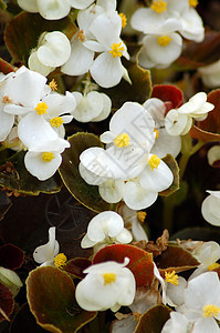 白草花园艺植物植物群装饰季节性花艺花园花朵风格花瓣图片