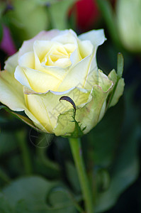 白玫瑰花花艺园艺植物装饰花朵花园风格花瓣植物群玫瑰图片