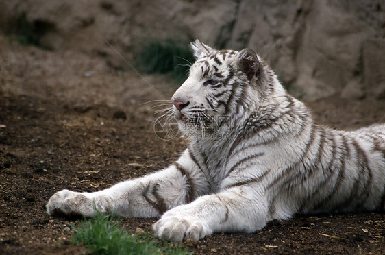 白虎食肉大猫动物猎人野猫野生动物警报保护老虎意图图片