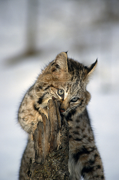 青年鲍勃猫探索野猫哺乳动物野生动物动物陆地调查活动少年行为图片