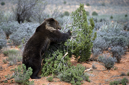 灰熊哺乳动物北极熊杂食性灌木陆地掠夺性银尖动物全身捕食者图片