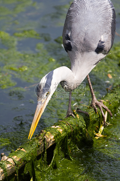 赫伦账单沼泽航班环境鸟类动物簇绒渔夫野生动物苍蝇图片