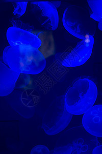 水母鱼热带毒素海洋学生物游泳异国生活野生动物蓝色海洋图片