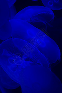 水母鱼海洋生物海洋学热带蓝色游泳毒素情调异国动物图片