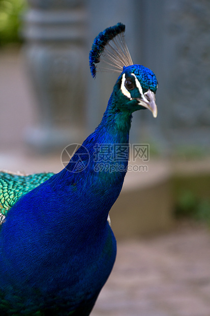 夏季孔雀羽毛蓝色动物热带野生动物绿色尾巴男性图片