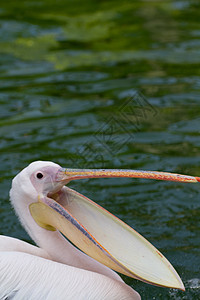 菲律宾人鸟类热带蓝色眼睛海滩荒野海鸟海岸动物群账单图片