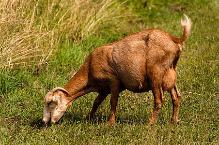 比利山羊农村男性动物乡村哺乳动物野生动物家畜喇叭农家院山羊图片