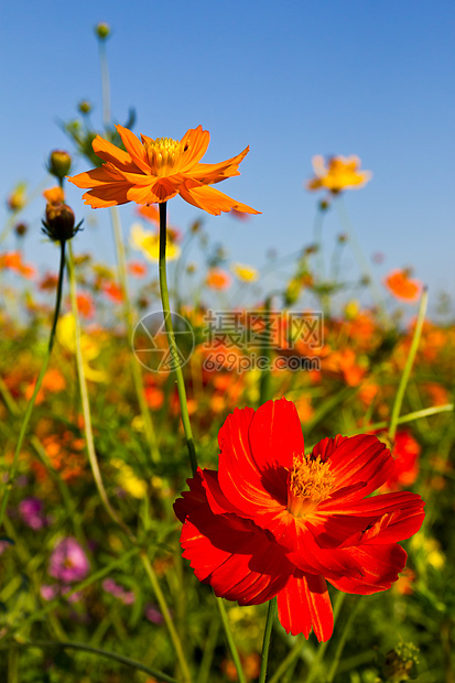 宇宙花花园雏菊草本植物阳光花园雌蕊活力草地天空橙子场地图片