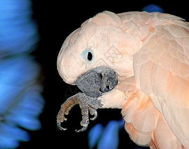 粉红鹦鹉动物园宠物情调羽毛热带鸟类动物粉色异国野生动物图片