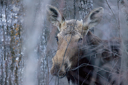 冬季的驼鹿野生动物鹿角哺乳动物男性荒野架子动物棕色麋鹿公园图片