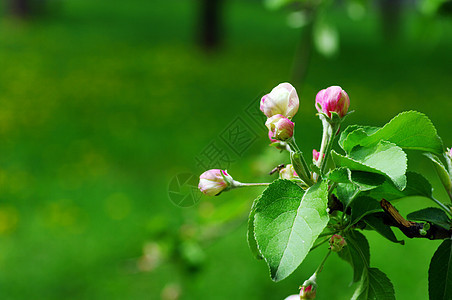 苹果树开花 苹果花贴近宏观植物植被天空花园植物群生长园艺季节果园图片