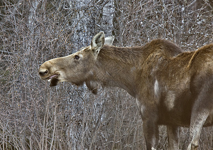 冬季的驼鹿动物架子季节哺乳动物鹿角天空红色游戏森林野生动物图片