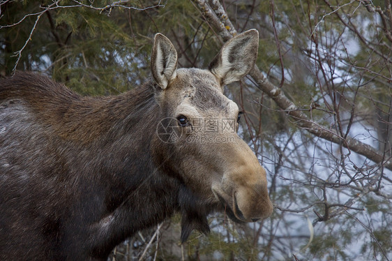 冬季的驼鹿哺乳动物荒野驯鹿男性动物天空麋鹿棕色架子红色图片