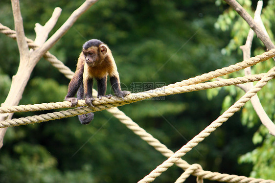 卡普钦猴子绳索毛皮热带哺乳动物尾巴动物棕色灵长类人类绿色图片