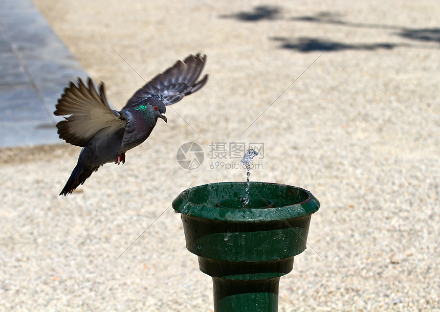 以安司丹为单位的鸽子喷泉飞行灰色鸟类蓝色自由航班翅膀阳光图片