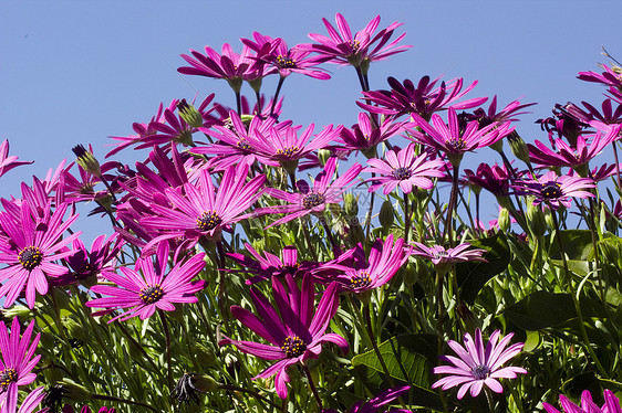 紫花花叶子翠菊花瓣雏菊生态植物生长生物学草地阳光图片