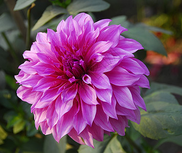 粉红 Dahlia 花阴影季节性植物群植物花朵花艺风格装饰花园园艺图片