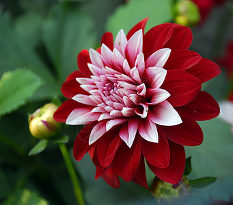 红色白色 Dahlia 花朵植物大丽花季节性阴影植物群园艺花瓣装饰花园花艺图片