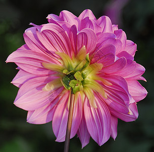 粉红 Dahlia 花花朵植物季节性风格花园花艺花瓣植物群阴影园艺背景图片