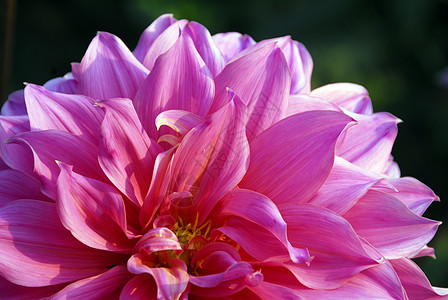 粉红 Dahlia 花花艺季节性植物装饰风格园艺花朵植物群花瓣阴影图片