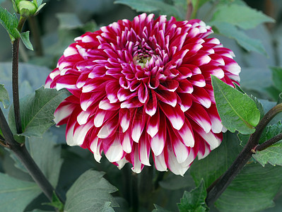 红色白色 Dahlia 花朵花艺植物群阴影植物大丽花装饰风格季节性花园园艺图片