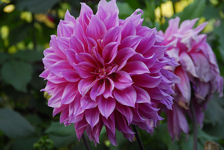 粉红 Dahlia 花季节性园艺植物花瓣植物群阴影装饰风格花艺花朵图片