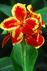 红树丽花花园花艺花朵植物季节性花瓣百合风格阴影装饰图片