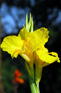 黄色花朵园艺百合花艺季节性装饰阴影花瓣植物群风格植物图片