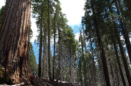 绿高树森林树木游客国家公园情调红杉山脉草地植物图片