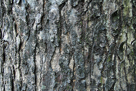 树木条纹理背景叶子棕色树干木头森林裂缝木材植物芯片图片