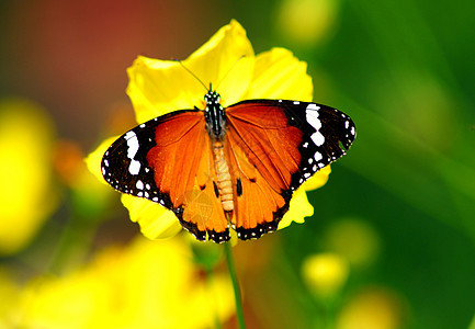 橙色虎蝴蝶昆虫动物蜂蜜休息花蜜飞行绿色白色君主叶子树叶图片
