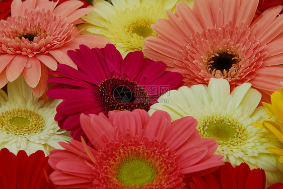 粉红色红发红雀菊花白色雏菊季节性花朵花瓣花园红色风格装饰植物群图片